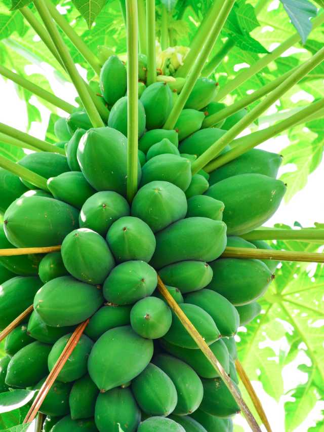 Powerful Papaya: Unveiling the Abundant Benefits of Nature’s Wonder Fruit